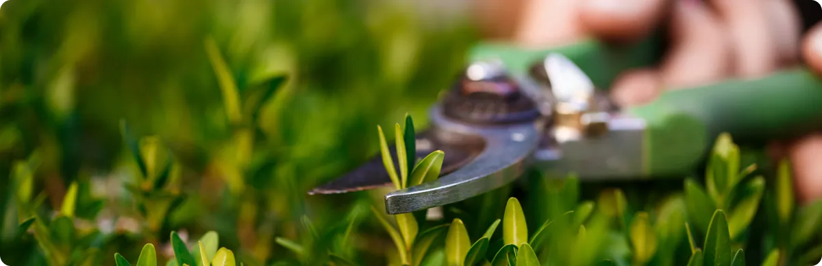 Lawn Mowing